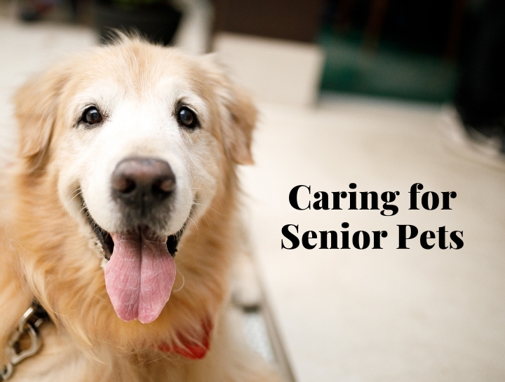 5 Tips For Senior Pets Heritage Animal Hospital